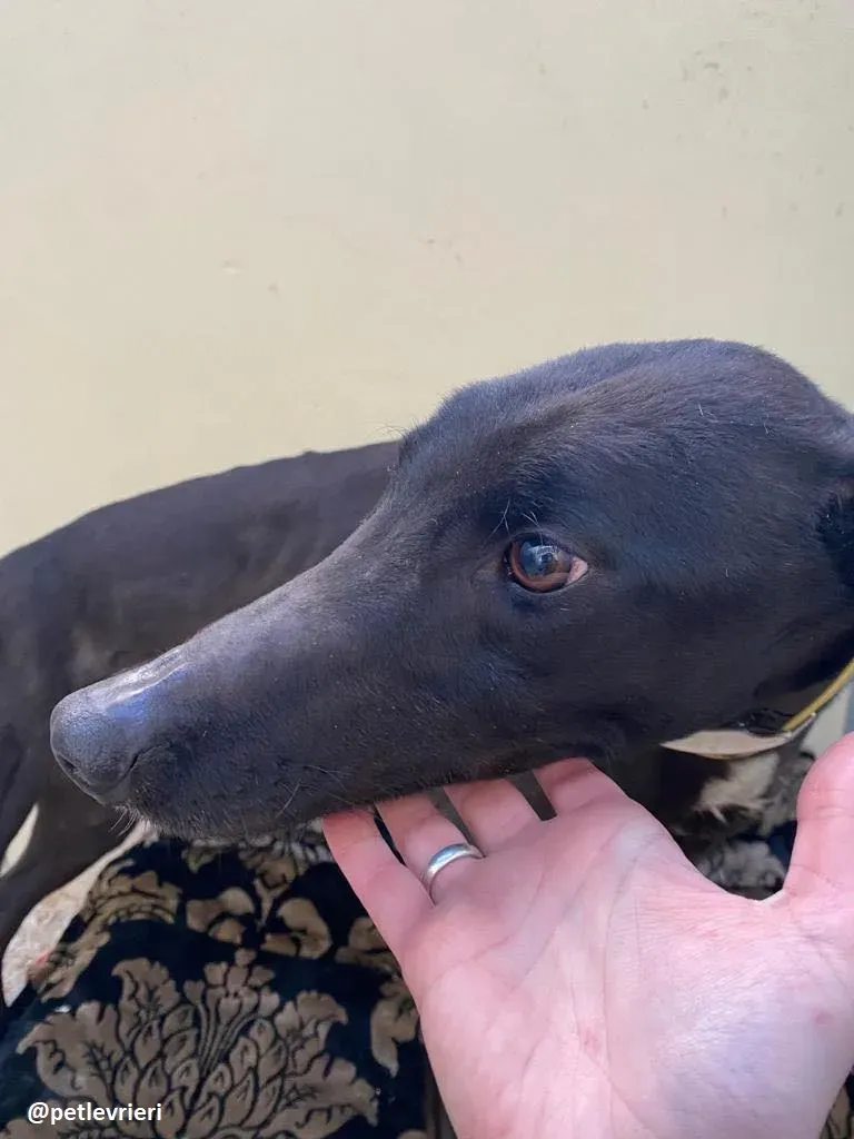 ernest adozione greyhound 1