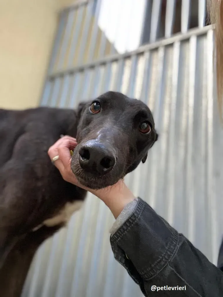 ernest adozione greyhound 10