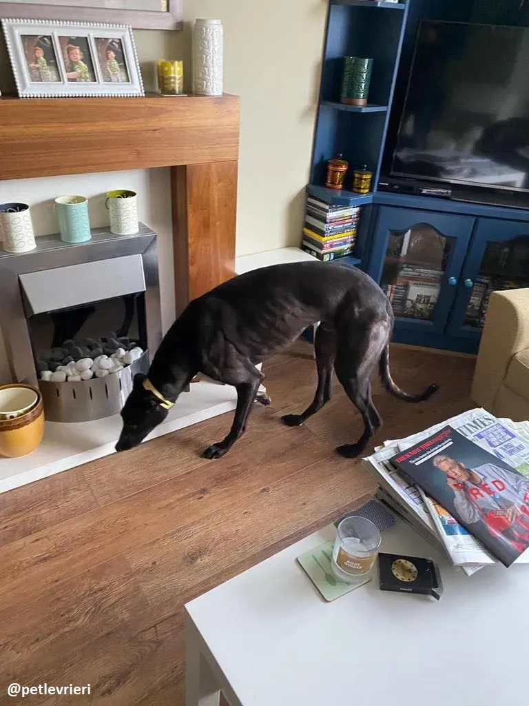 ernest adozione greyhound 11