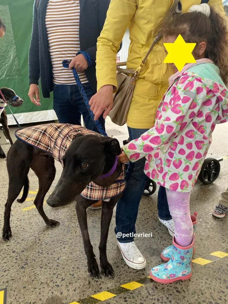 ernest adozione greyhound 15