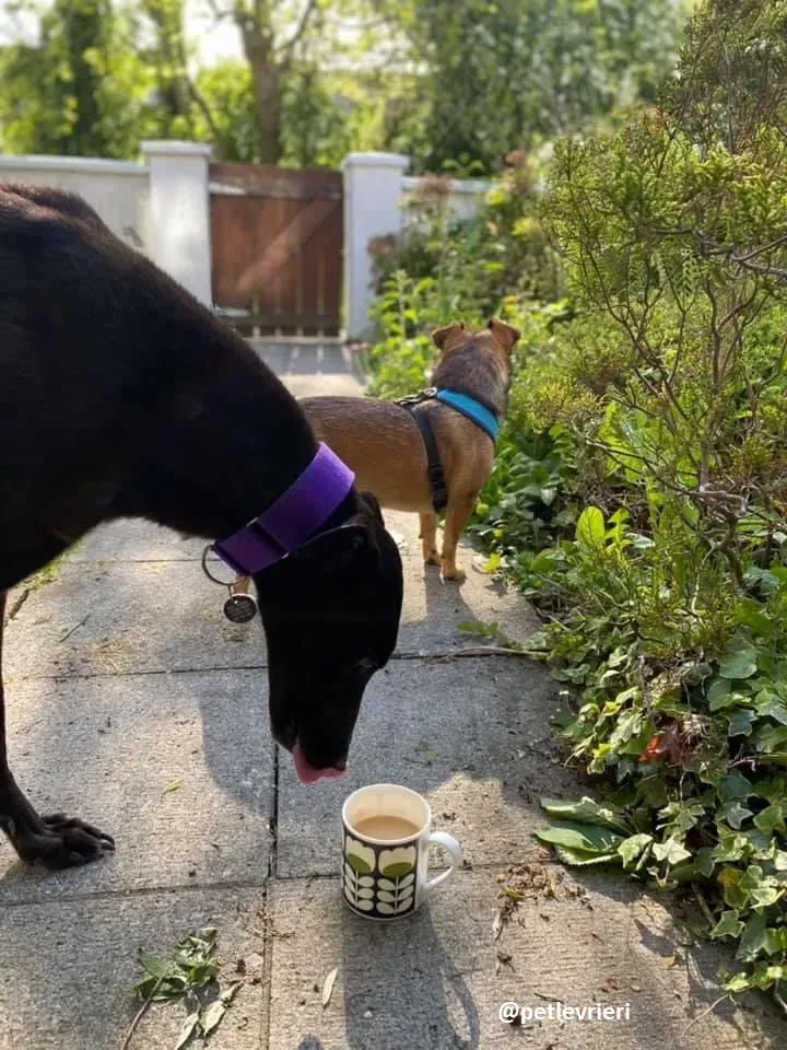 ernest adozione greyhound 16