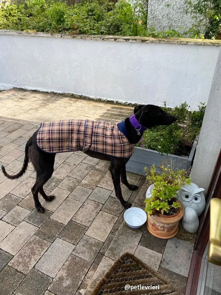 ernest adozione greyhound 17