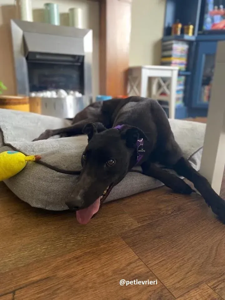 ernest adozione greyhound 2 1