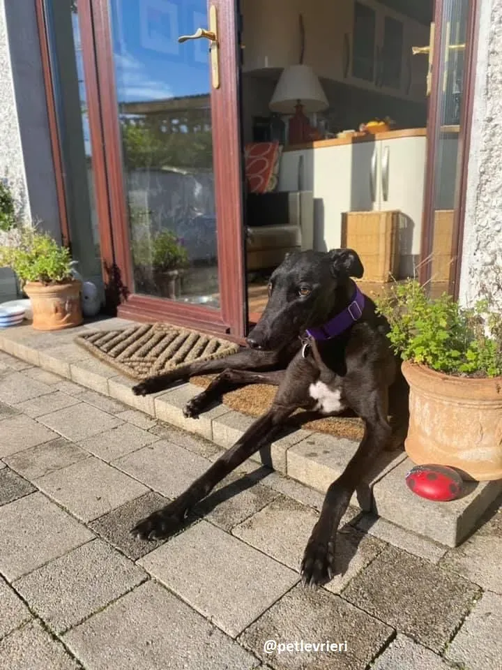 ernest adozione greyhound 2 3