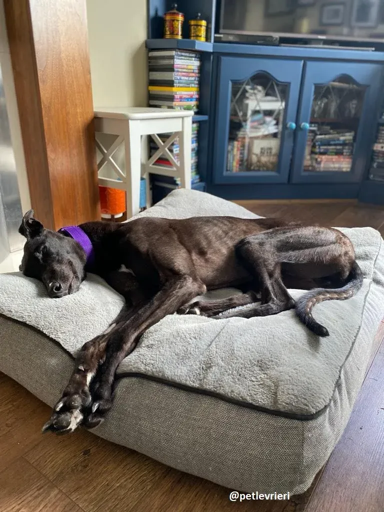 ernest adozione greyhound 2 4