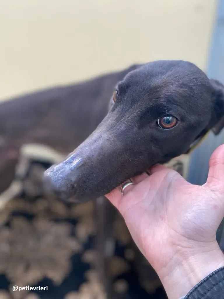 ernest adozione greyhound 2