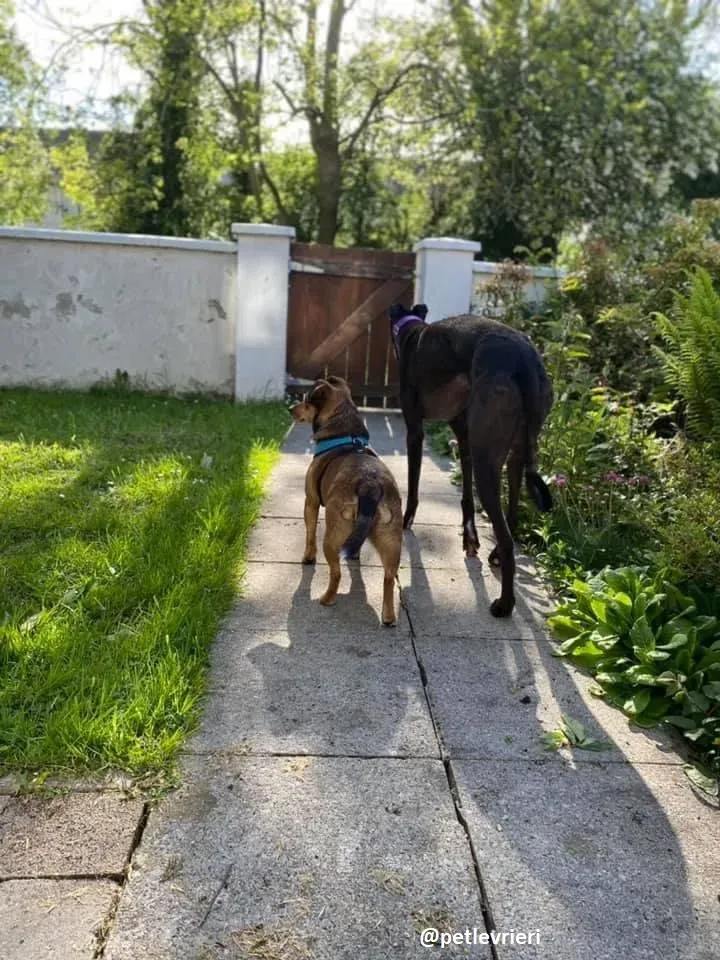 ernest adozione greyhound 3 2