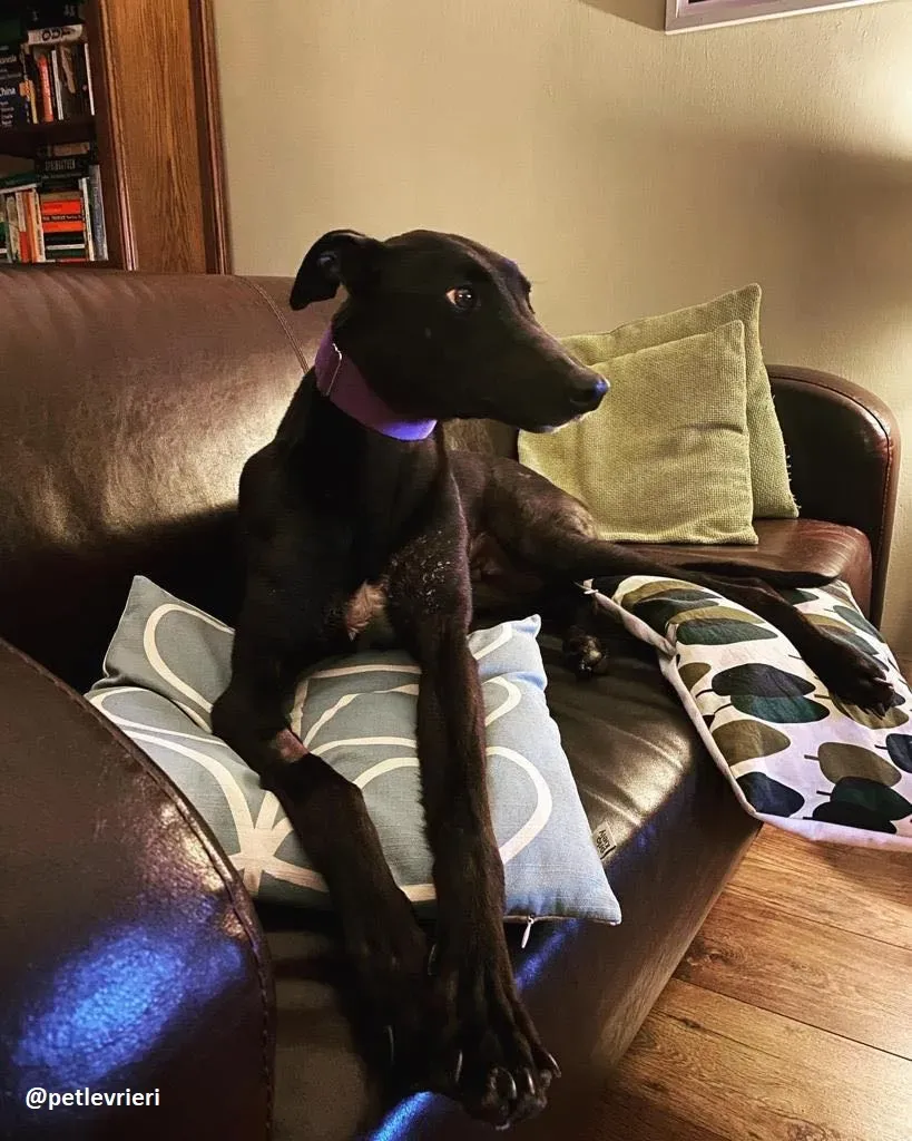 ernest adozione greyhound 3