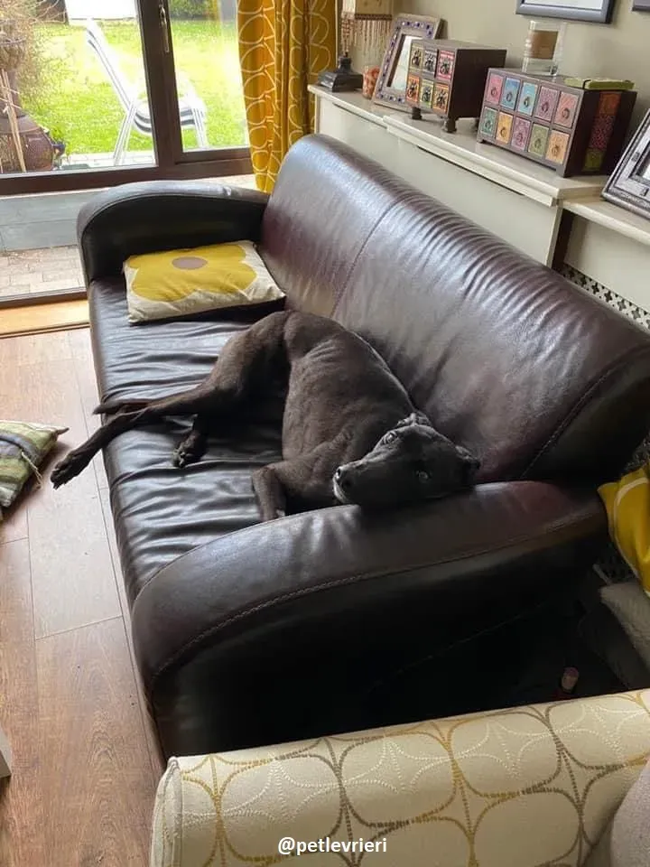 ernest adozione greyhound 4 1