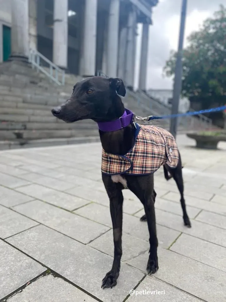 ernest adozione greyhound 4 2