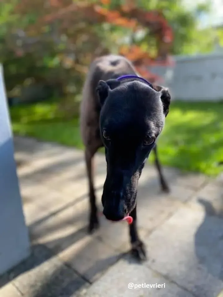 ernest adozione greyhound 4 3