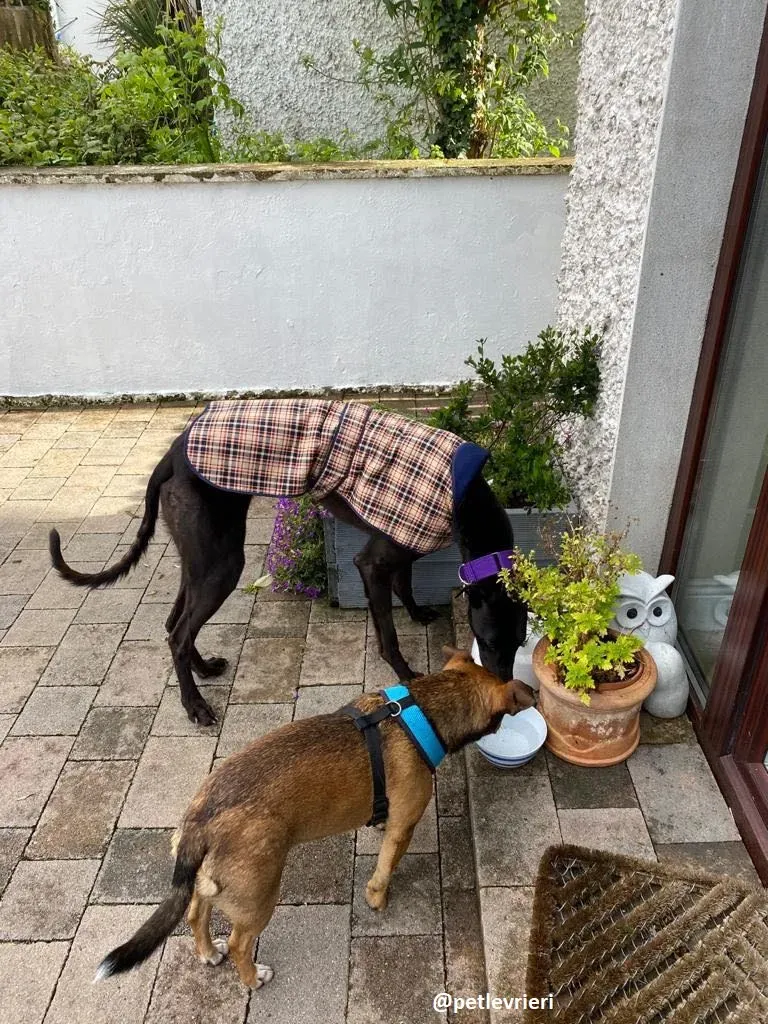 ernest adozione greyhound 4 4