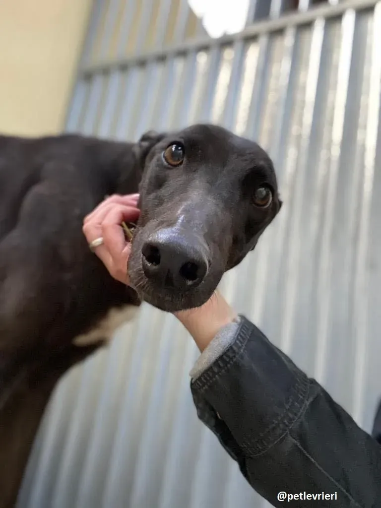 ernest adozione greyhound 4