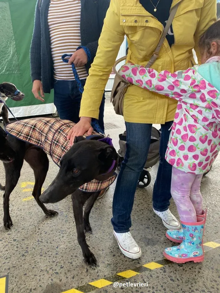 ernest adozione greyhound 5 1