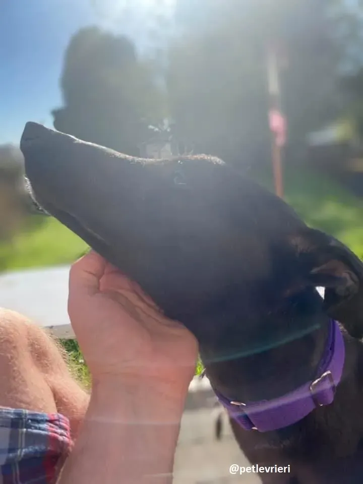 ernest adozione greyhound 5 2