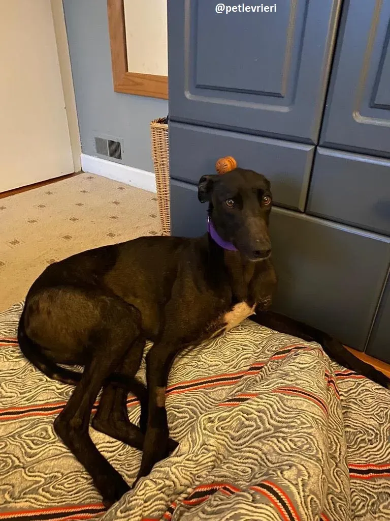 ernest adozione greyhound 5