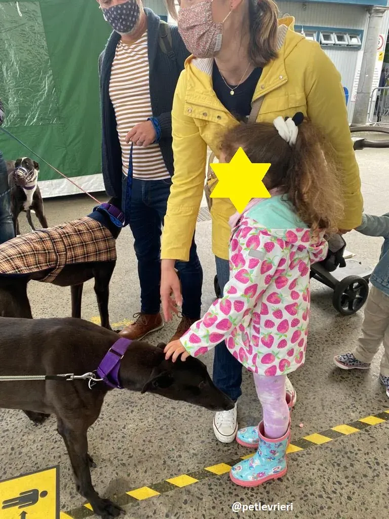 ernest adozione greyhound 6 1