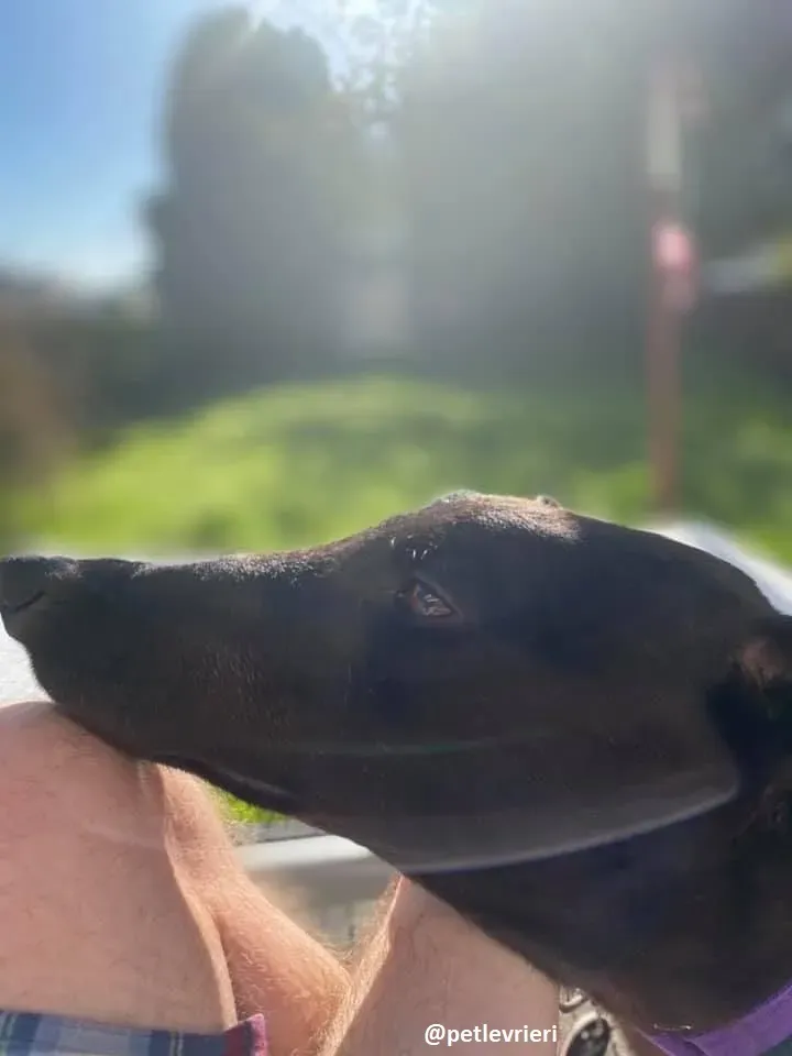 ernest adozione greyhound 6 2