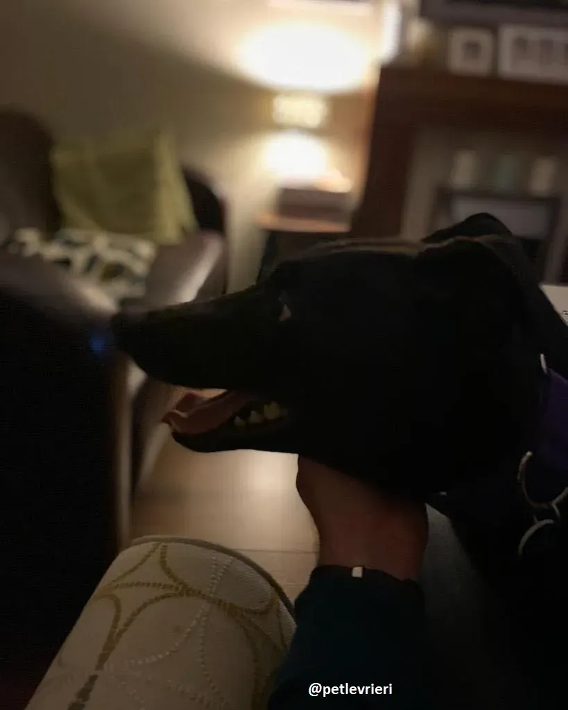 ernest adozione greyhound 6