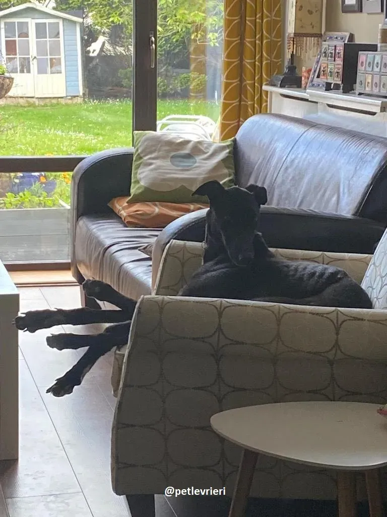 ernest adozione greyhound 7 1