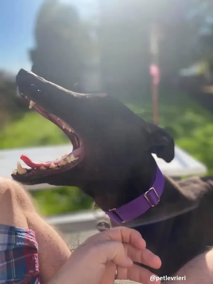 ernest adozione greyhound 7 2