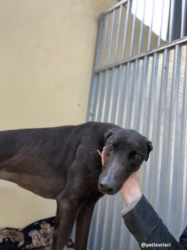 ernest adozione greyhound 7
