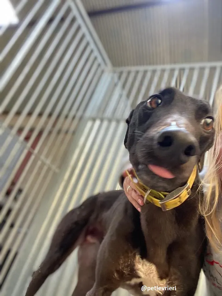 ernest adozione greyhound 8