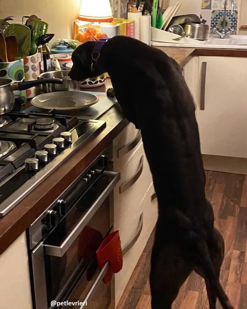 ernest adozione greyhound 9