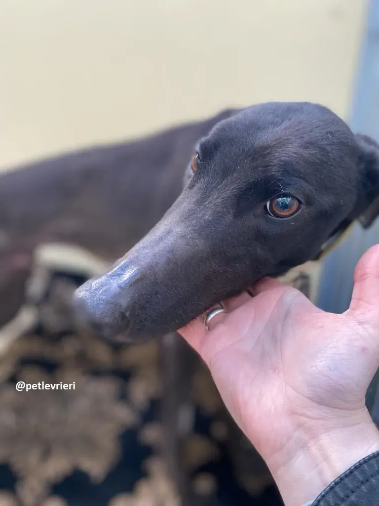 ernest adozione greyhound