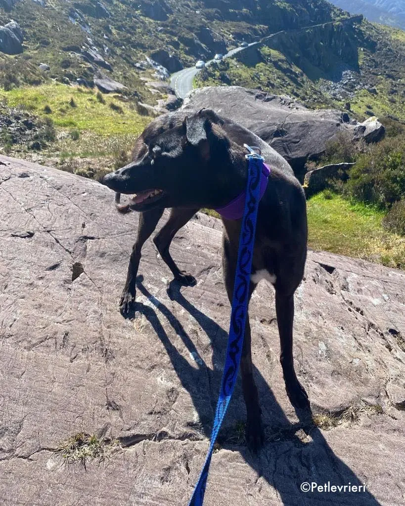 ernest adozione levrieri grehound 1