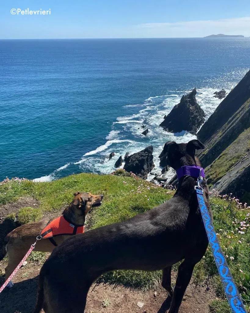 ernest adozione levrieri grehound 10