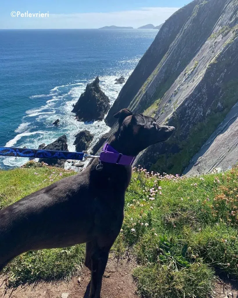 ernest adozione levrieri grehound 12