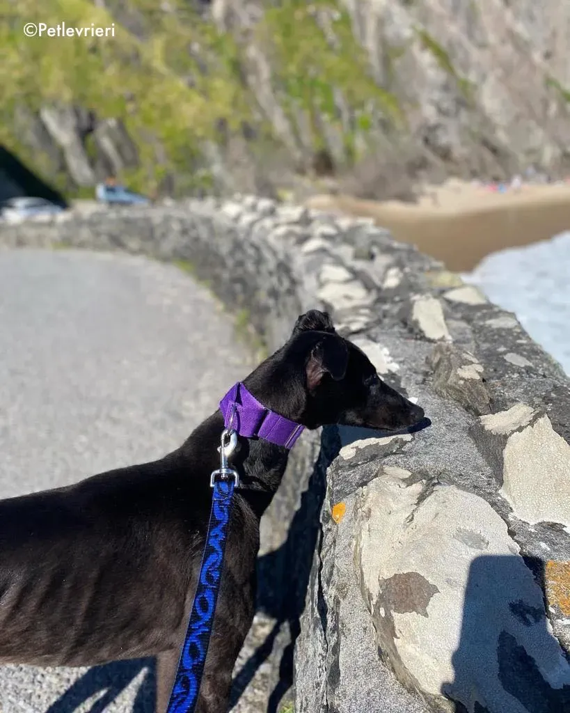 ernest adozione levrieri grehound 13