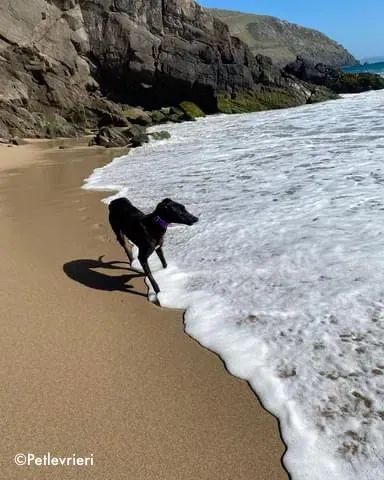 ernest adozione levrieri grehound 14