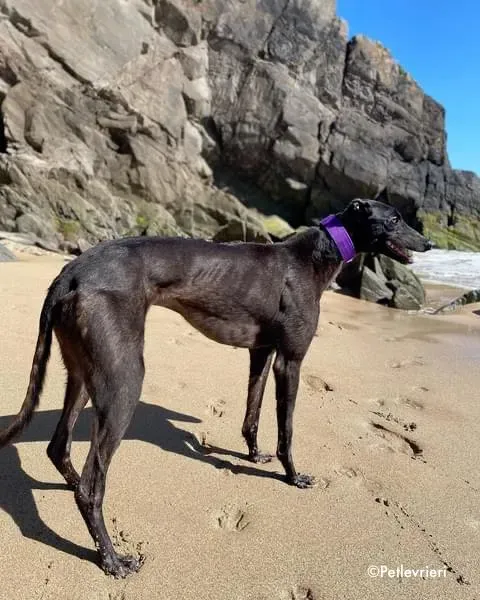 ernest adozione levrieri grehound 15