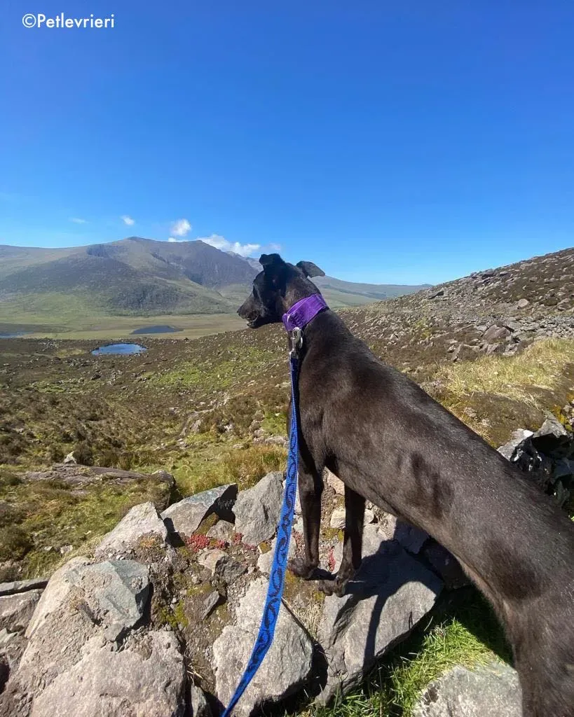 ernest adozione levrieri grehound 2