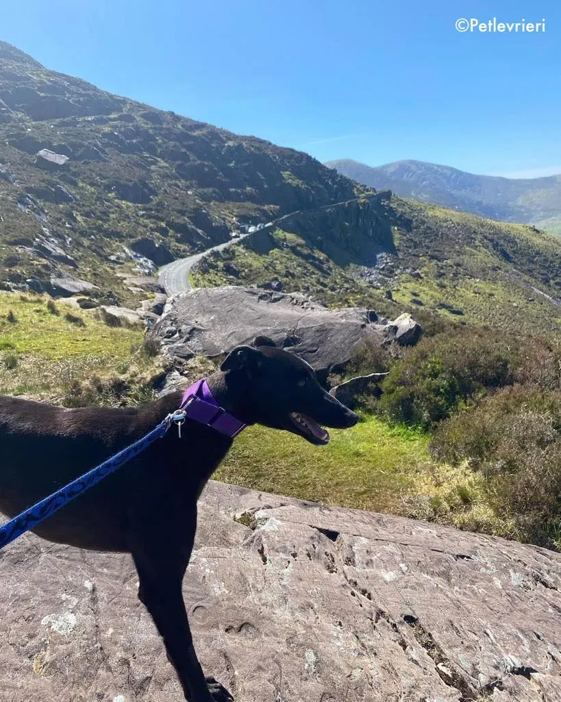 ernest adozione levrieri grehound 3