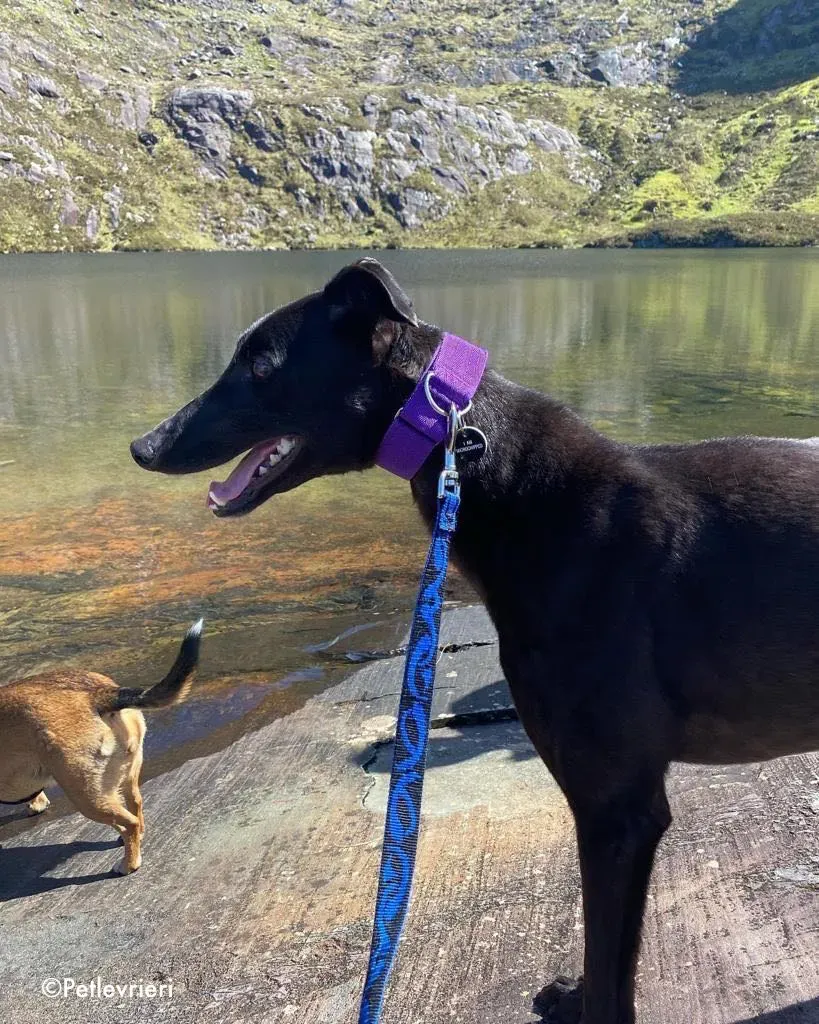 ernest adozione levrieri grehound 4