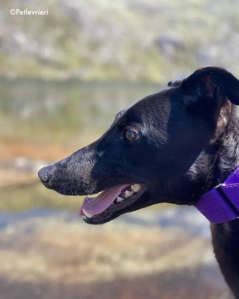 ernest adozione levrieri grehound 5