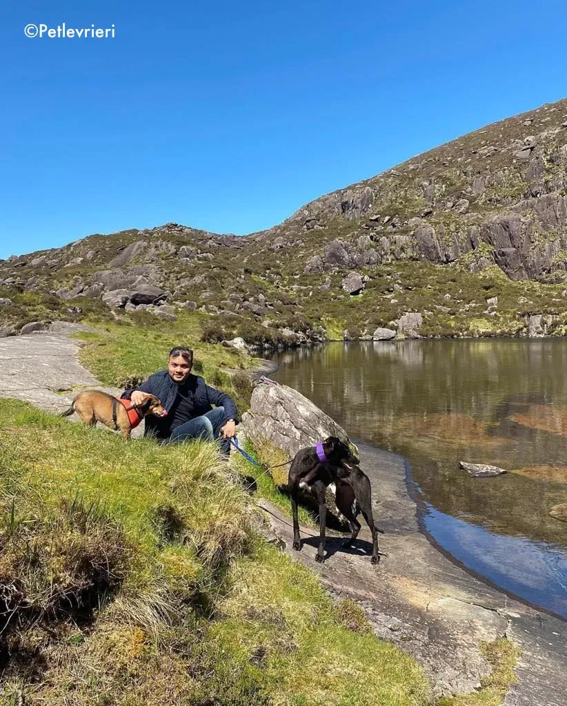 ernest adozione levrieri grehound 6