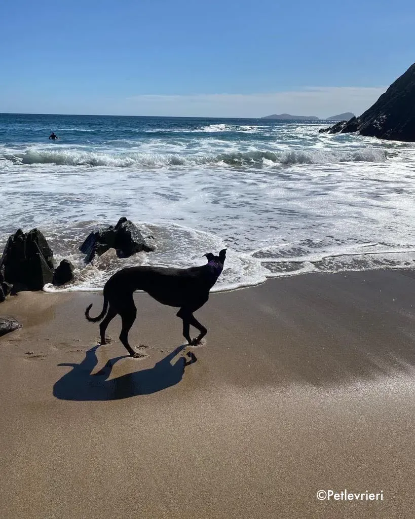 ernest adozione levrieri grehound 7