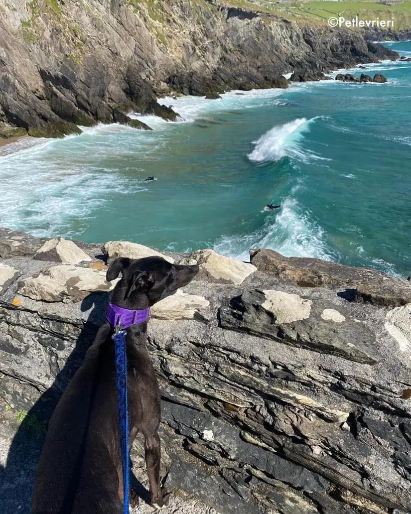 ernest adozione levrieri grehound 8