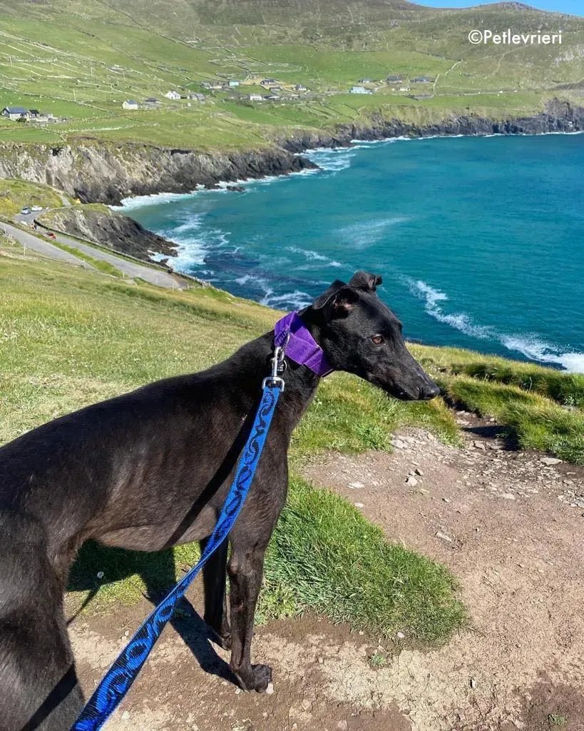 ernest adozione levrieri grehound 9