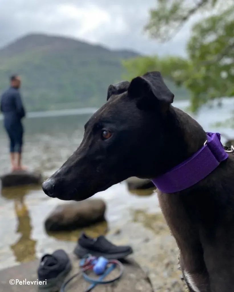 ernest adozione levrieri greyhound 16