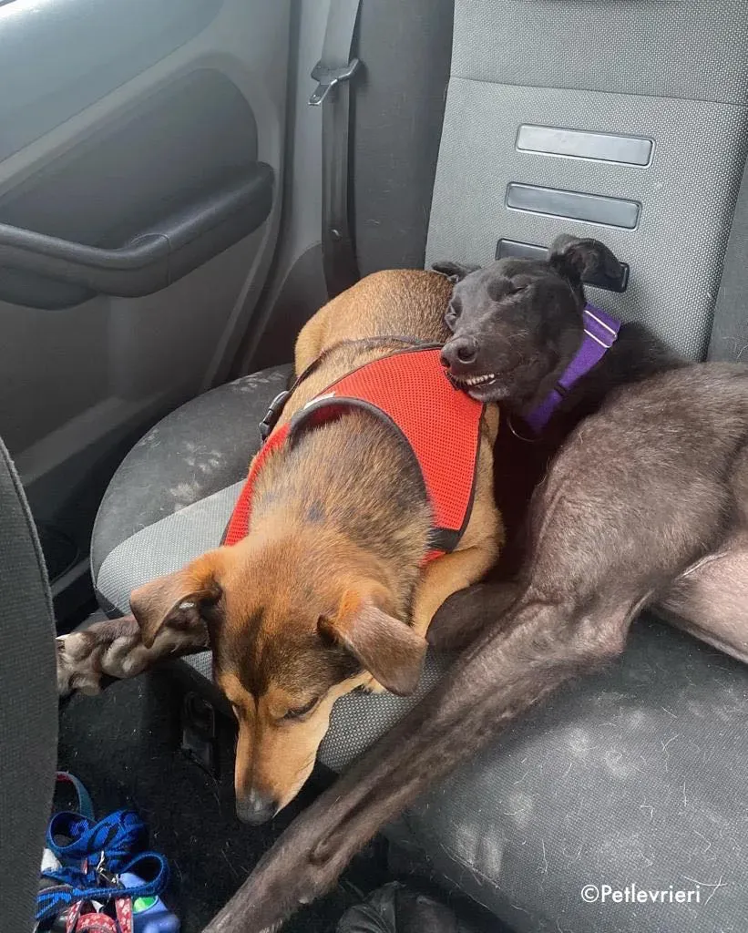 ernest adozione levrieri greyhound 17