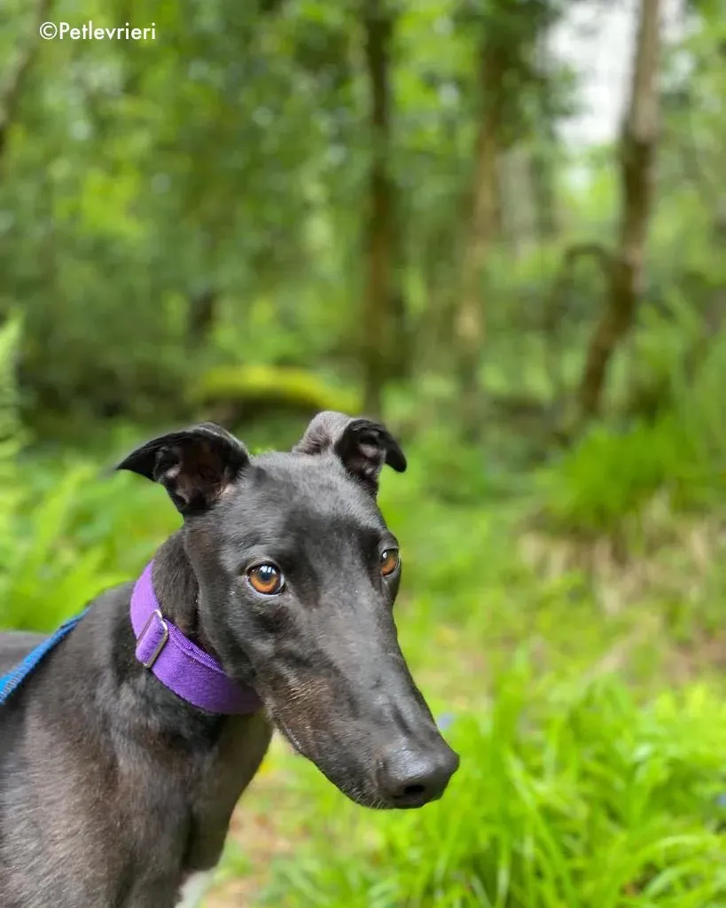 ernest adozione levrieri greyhound 18