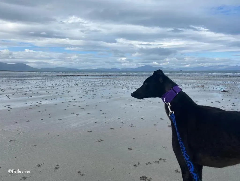 ernest adozione levrieri greyhound 19