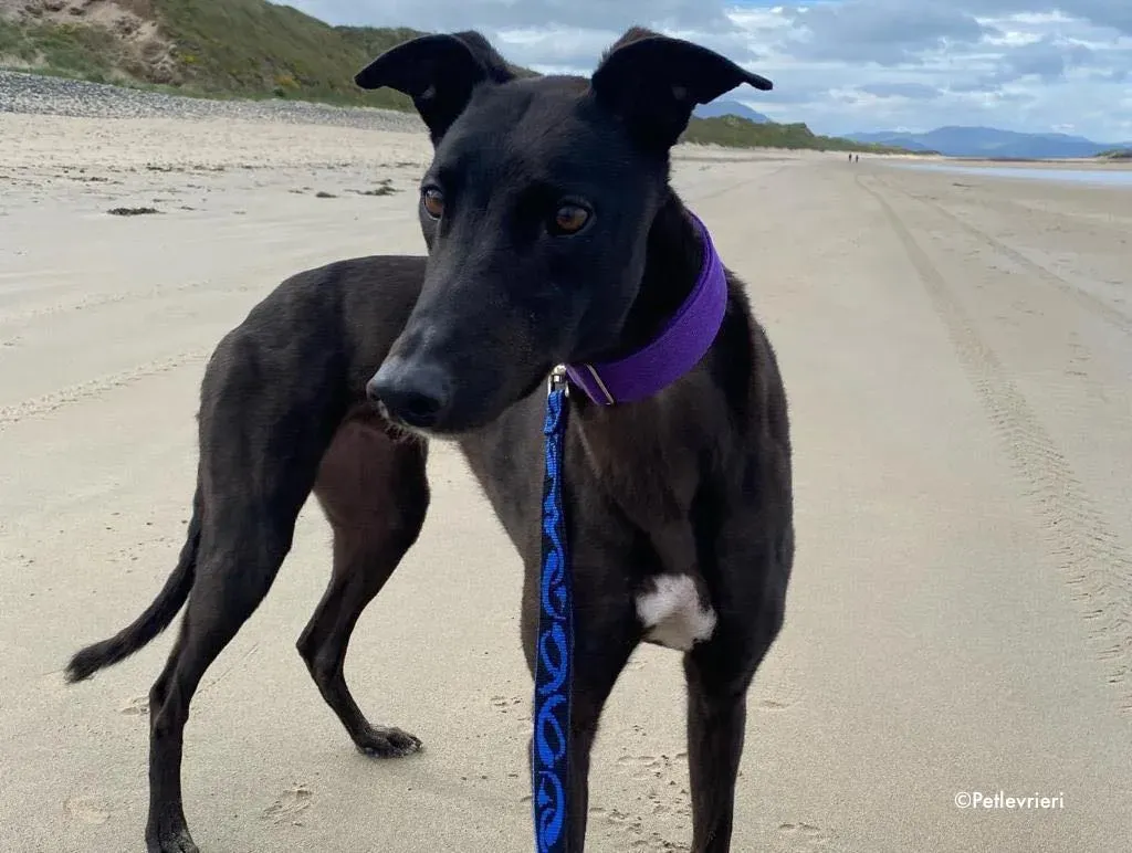 ernest adozione levrieri greyhound 20