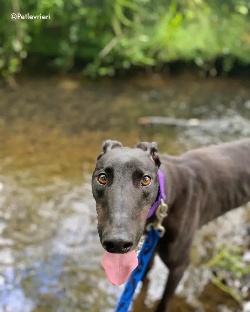 ernest adozione levrieri greyhound 22