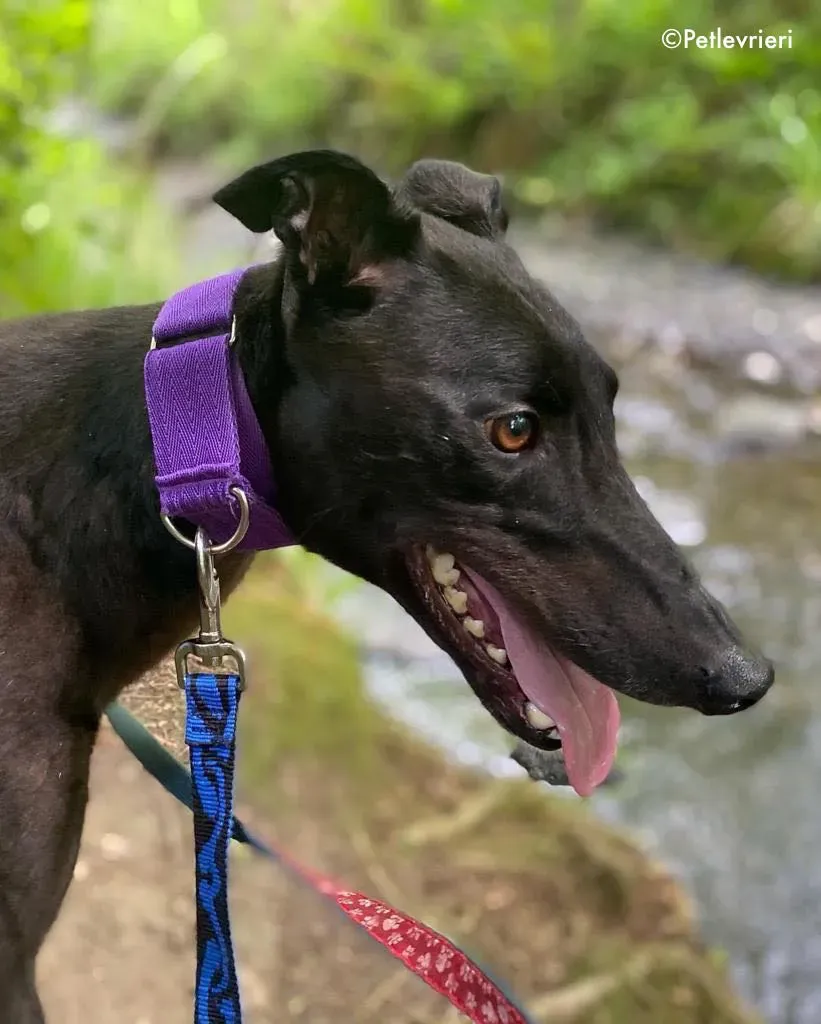 ernest adozione levrieri greyhound 23